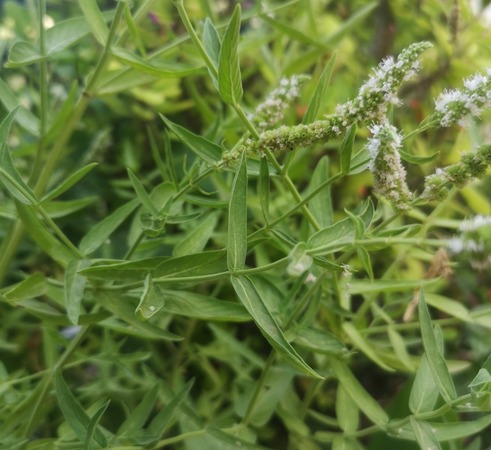 mentha longifolia leaves and flowers