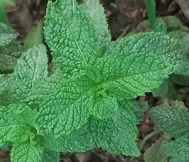 spearmint leaves