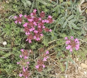 MOROCCAN THYME LEAVES AND FLOWERS