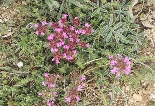 MOROCCAN THYME LEAVES AND FLOWERS