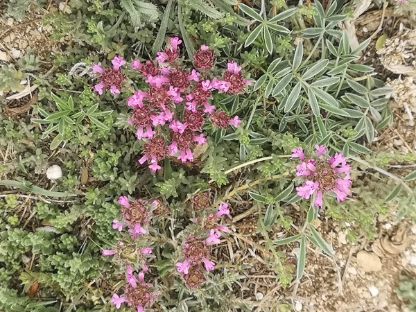 MOROCCAN THYME LEAVES AND FLOWERS