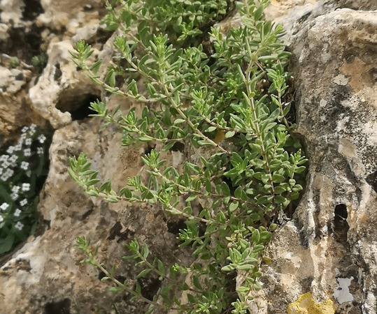 Moroccan thyme thriving in a rocky mountain