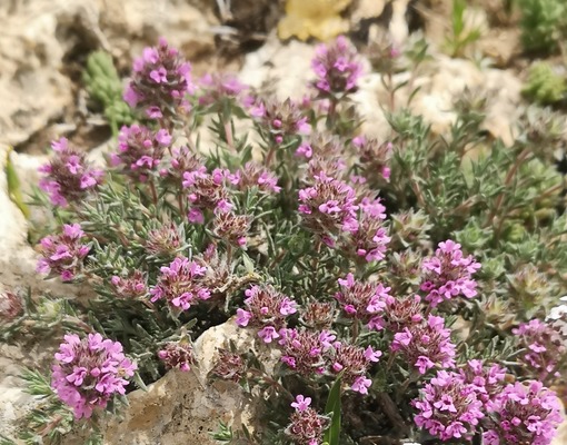 MOROCCAN THYME FLAVORING TEA