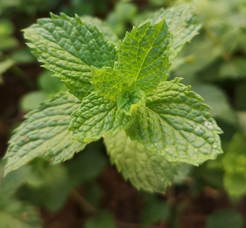 crossbred speamrint pennyroyal