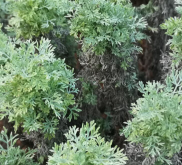 Moroccan wormwood