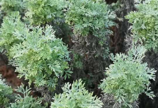 Moroccan wormwood