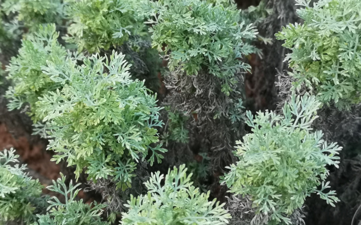 Moroccan wormwood