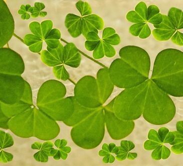 OXALIS PES CAPRAE LEAVES