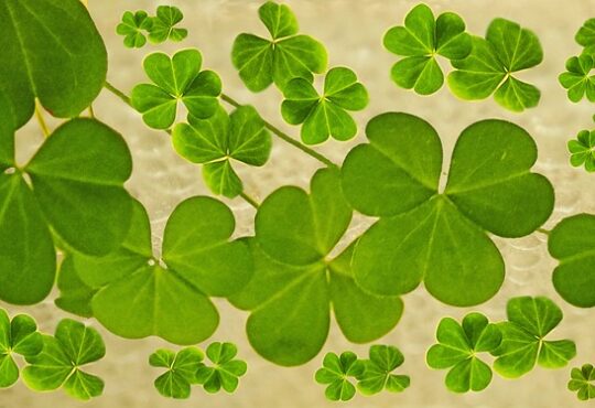 OXALIS PES CAPRAE LEAVES