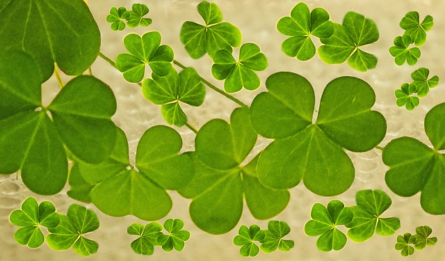 OXALIS PES CAPRAE LEAVES