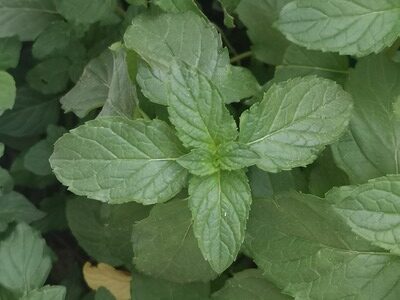 peppermint leaves