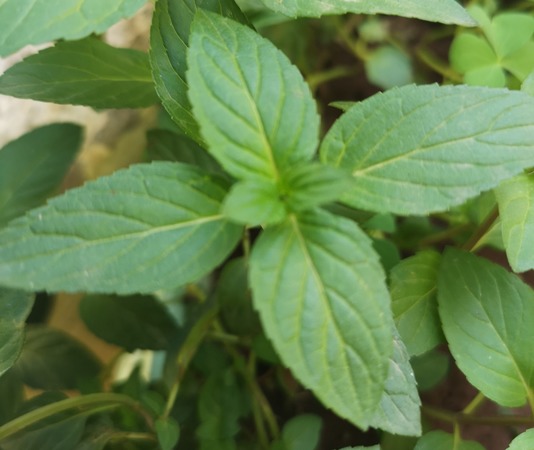crossbreed mentha piperita and mentha pulegium