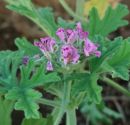 ROSE GERANIUM FLOWERS