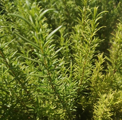 ROSEMARY LEAVES