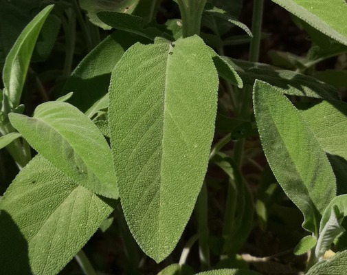 SAGE LEAVES FOR MOROCCAN TEA
