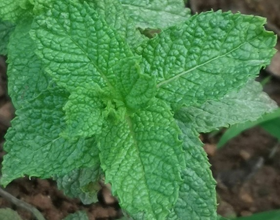 crossbreed mentha spicata mentha pulegium