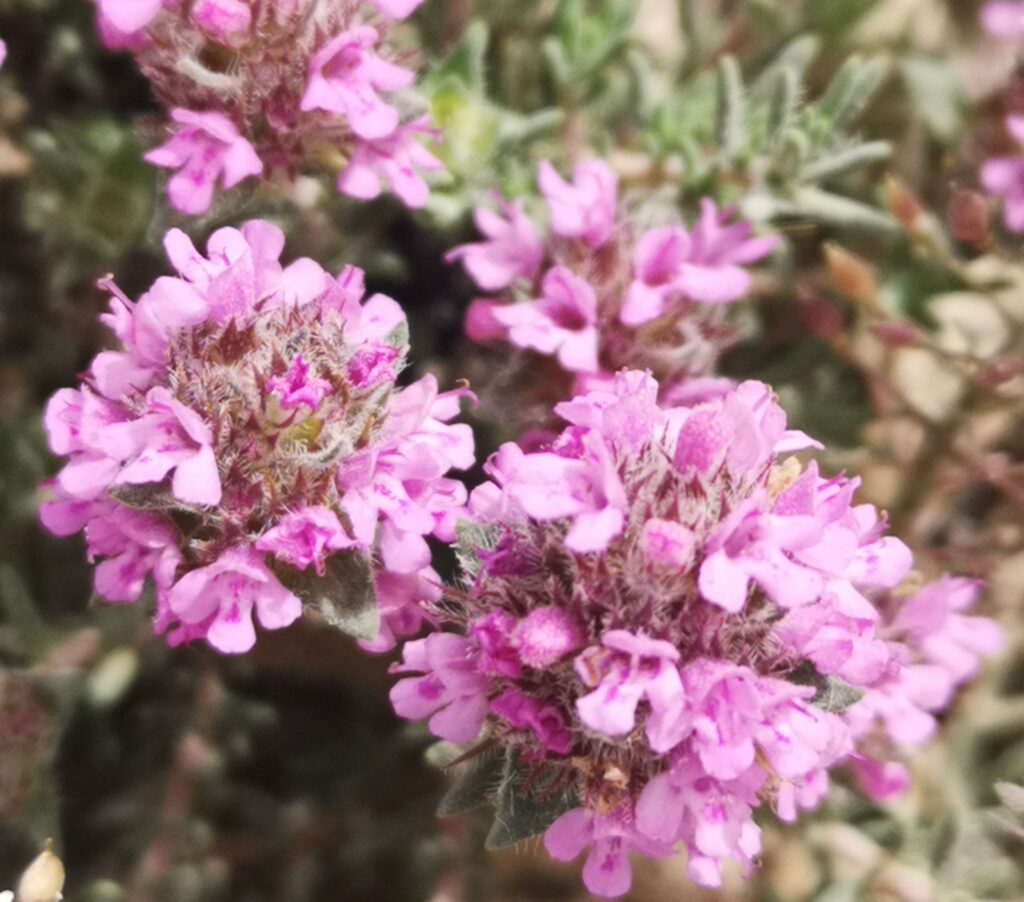 MOROCCAN THYME FLOWERS