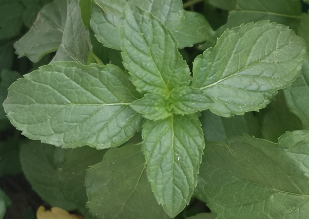 cross pollination peppermint thyme