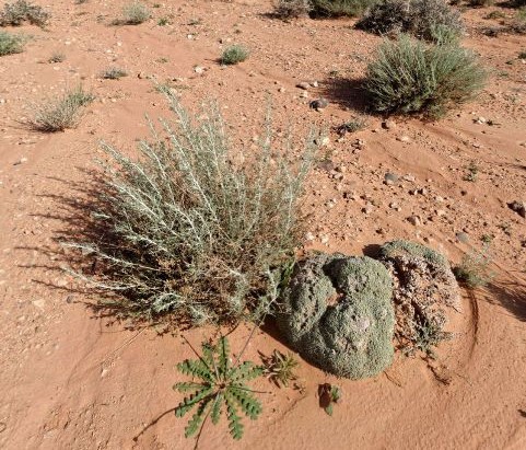 Shiih or chih, known scientifically as Artemisia herba-alba, thrives in the Moroccan desert area.