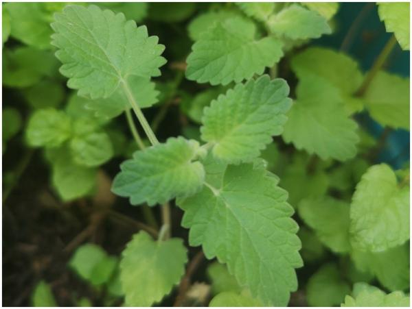 lemon catnip leaves