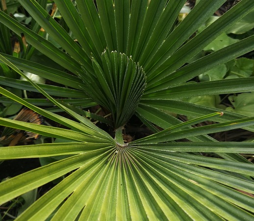 moroccan chamaerops humilis leaves 