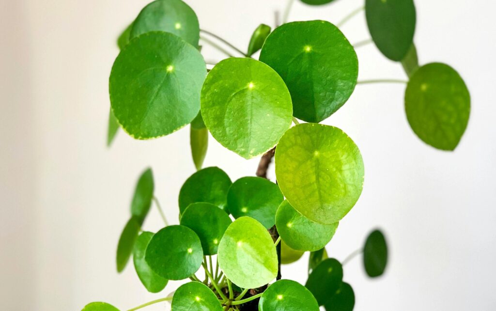 Chinese Money Plant
