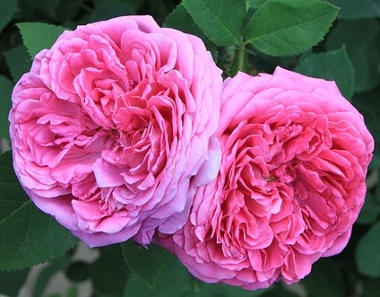 rosa damascena flowers