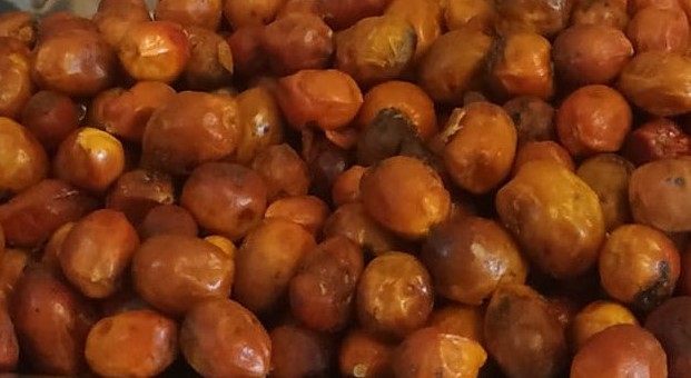 doum fruit or chamaerops humilis berry like fruits