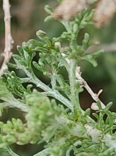 artemisia herba alba
