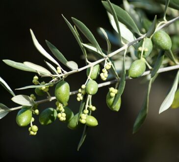 olive leaves
