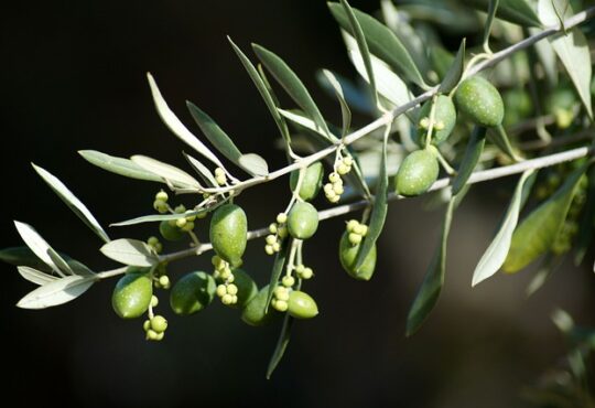 olive leaves