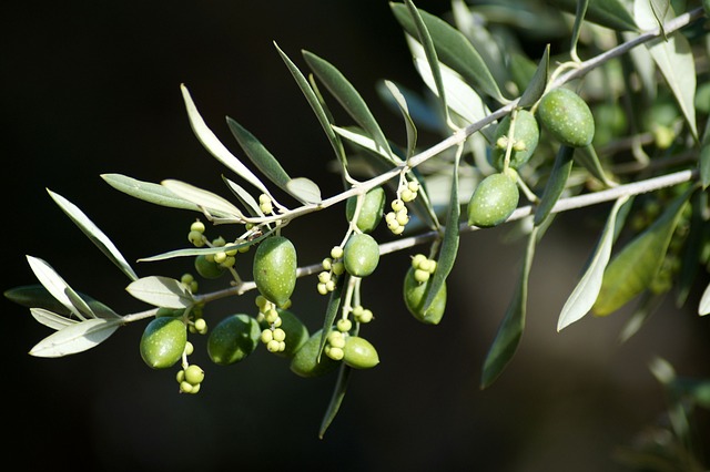 olive leaves