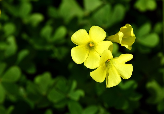 yellow oxalis flowers