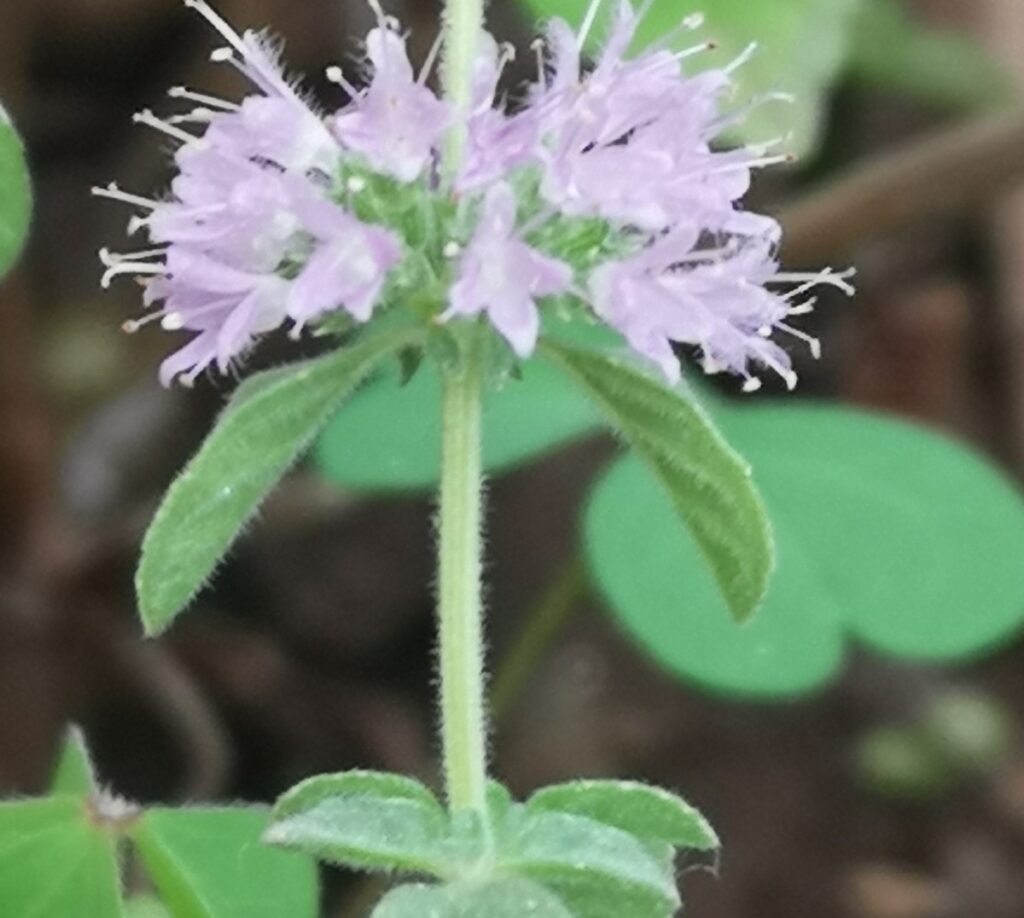 wild pennyroyal leaves and flowers