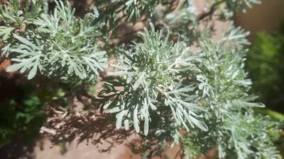 Wormwood leaves are clearly visible