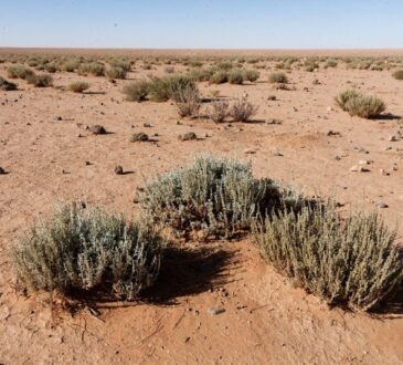 artemisia herba alba , moroccan semi desertic region