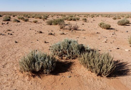 artemisia herba alba , moroccan semi desertic region