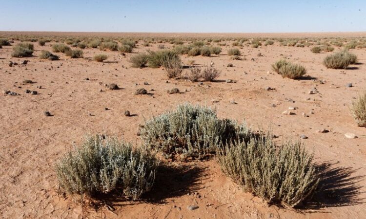 artemisia herba alba , moroccan semi desertic region