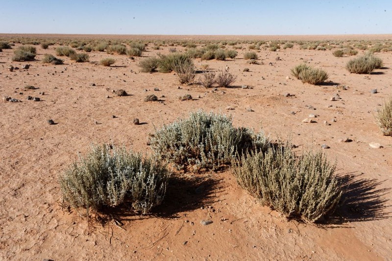 artemisia herba alba , moroccan semi desertic region