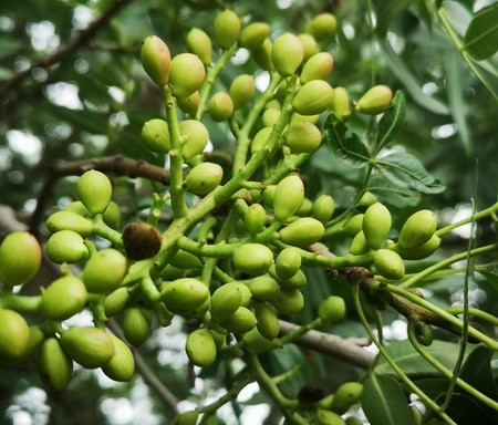 young berries of lentisk tree