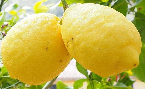 Citrus limon : LEMON