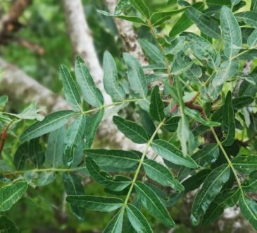 Lentisk tree:pistacia lentisca