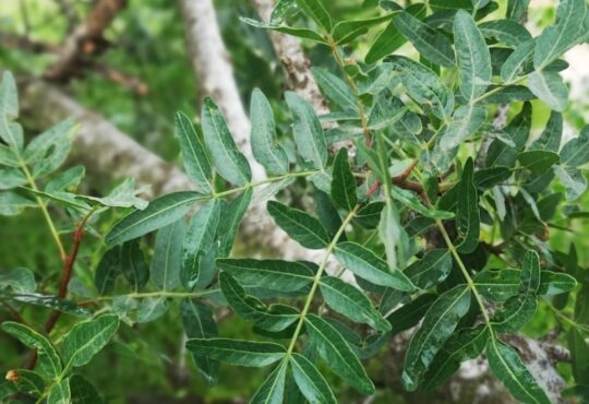 Lentisk tree:pistacia lentisca