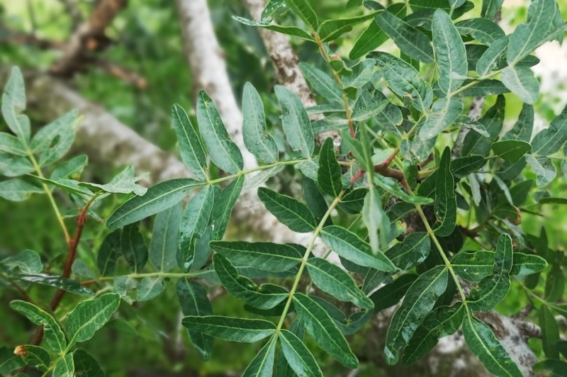 Lentisk tree:pistacia lentisca