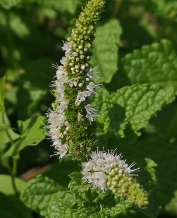 Spearmint flowers in slender spikes