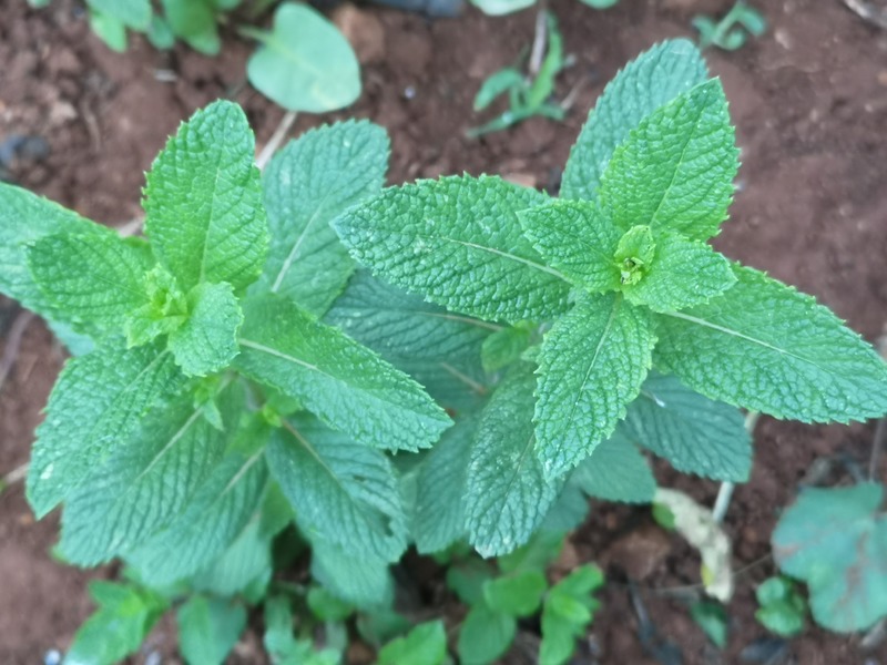 spearmint  leaves