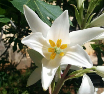 WHITE LILY flowers