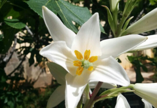 WHITE LILY flowers