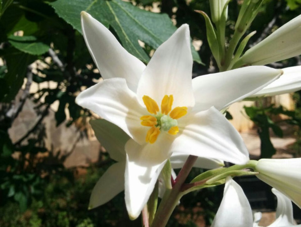 WHITE LILY flowers