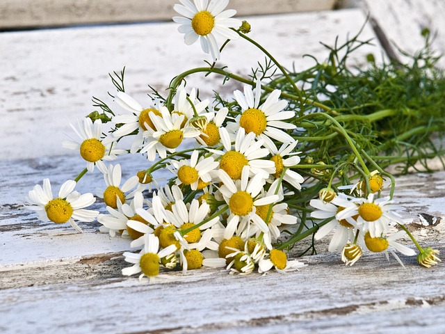 CHAMOMILE FLOWERS
